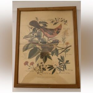Vtg 1957 framed Arthur Singer cardinals‎ botanical print #1 of a series